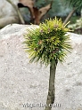 wbgarden dwarf conifers 5